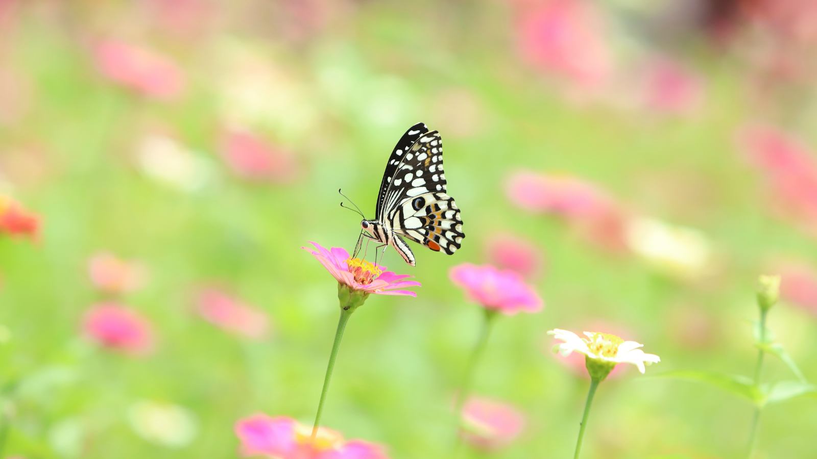 Butterfly pollinating on a flower